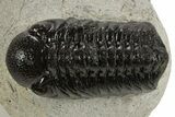 Detailed Austerops Trilobite - Ofaten, Morocco #340910-1